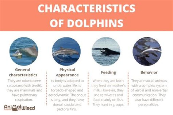 Are Dolphins Mean