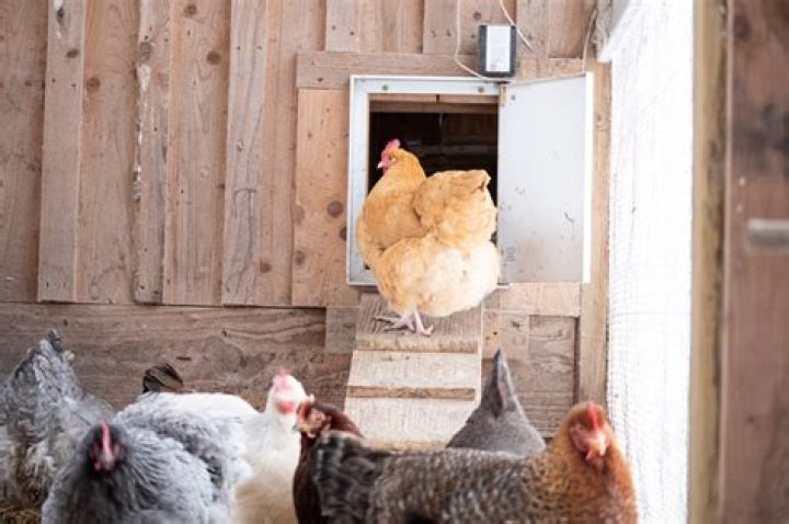 Essential Guide To Keeping Coop Dogs: A Guide For Poultry-Loving Families