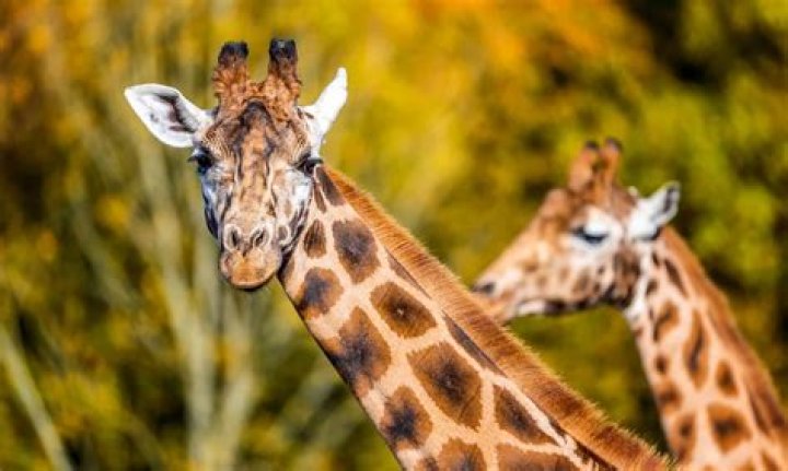 The Ultimate Guide To Giraffe Antlers | Explore Sizes, Shapes, And More